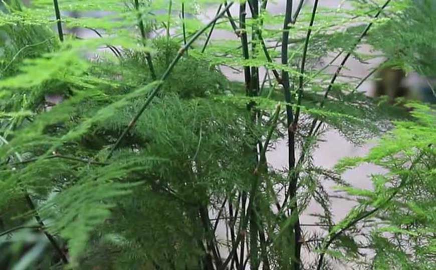 文竹(云竹、刺天冬)