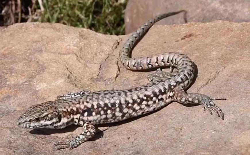 壁虎(守宫、爬墙虎)