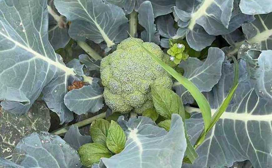 西蓝花(西兰花、青花菜)