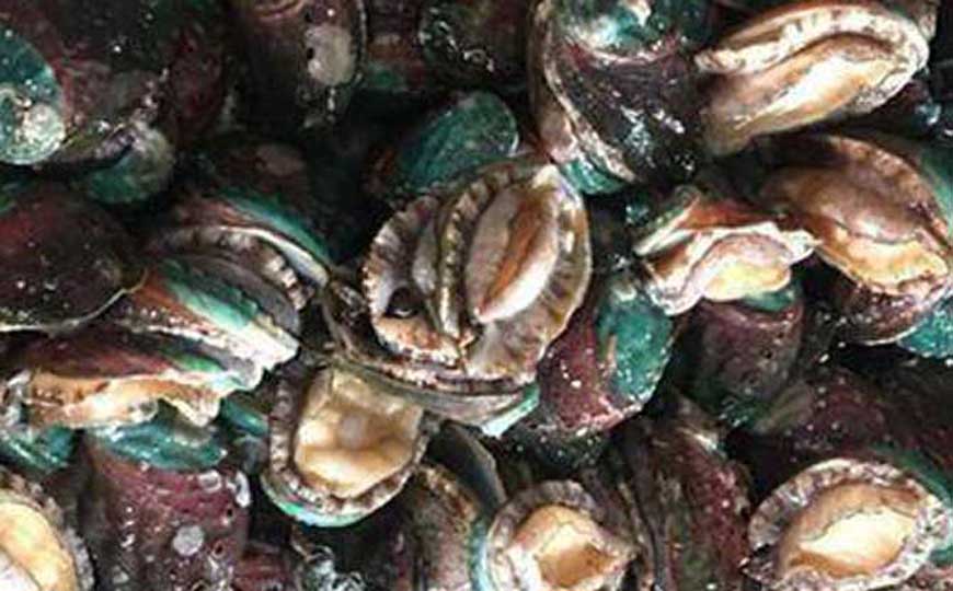 鲍鱼(海耳、鳆鱼)