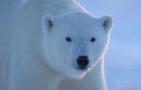 北极熊