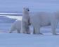 北极熊的天敌是什么动物？