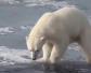 白熊是什么动物？