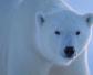 北极熊