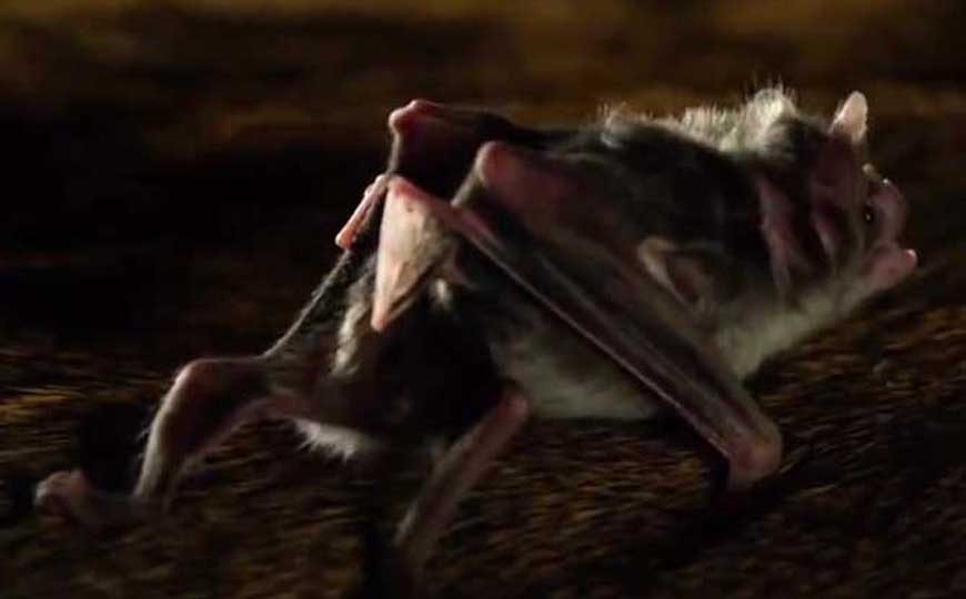 吸血蝙蝠