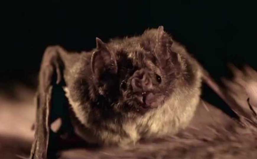 蝙蝠