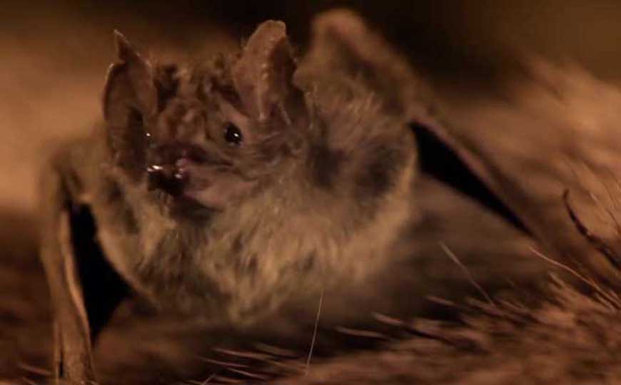 蝙蝠