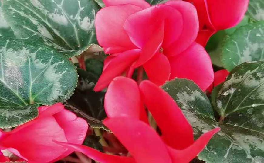 仙客来(兔耳花、兔子花)