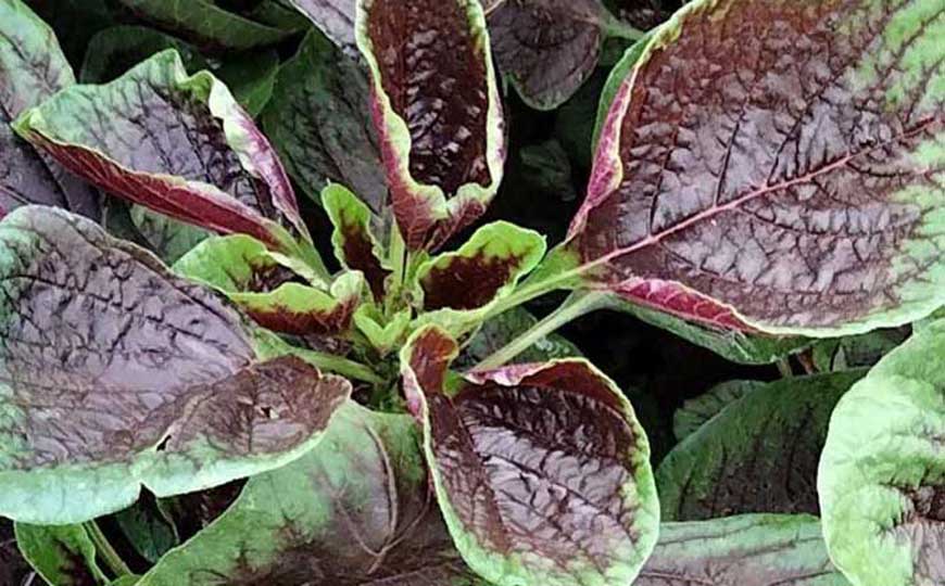 苋菜(雁来红、红苋菜)