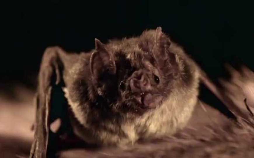 蝙蝠