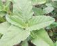 野苋菜是什么植物？