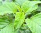 米苋是什么植物？
