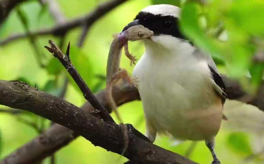 伯劳鸟(屠夫鸟、胡不拉)