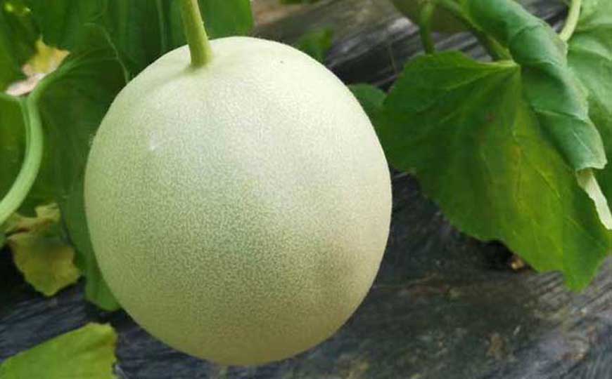 甜瓜(香瓜、白兰瓜)