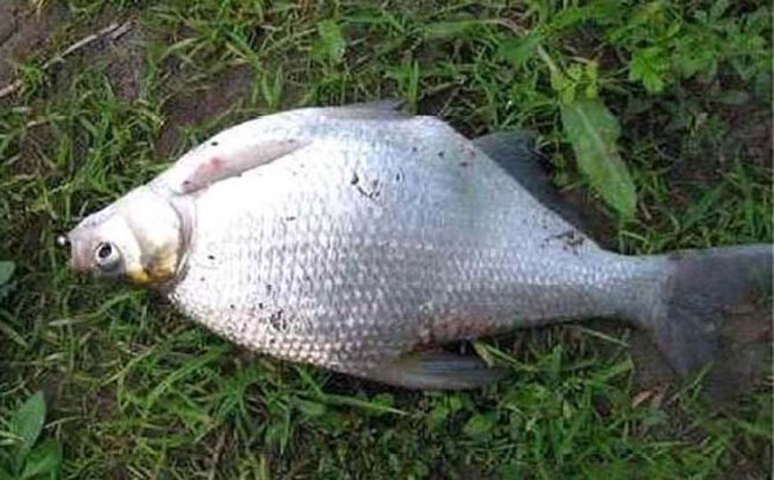 鳊鱼(长春鳊、草鳊)