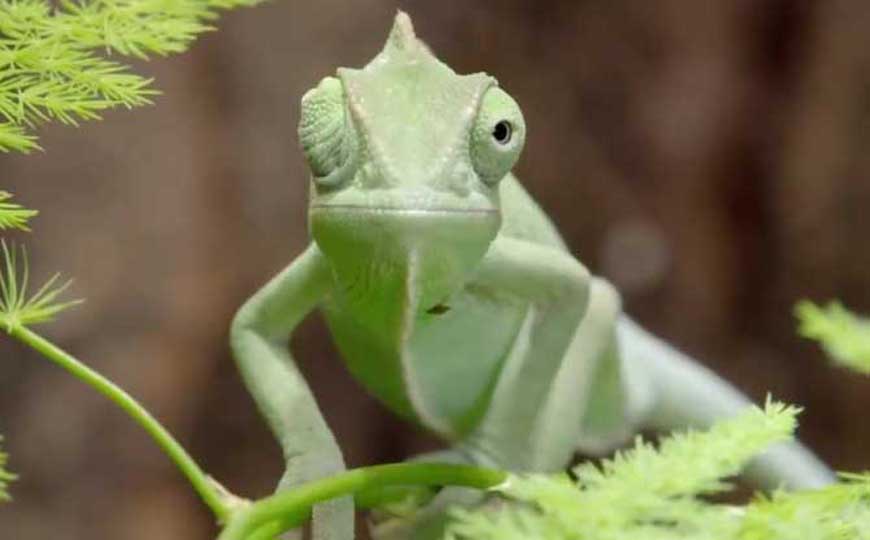 变色龙是保护动物吗？