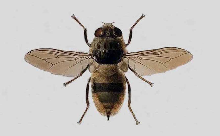 牛蝇是什么动物？