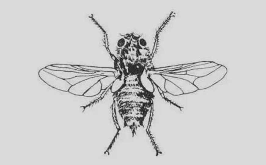 牛蝇