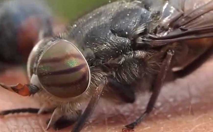 马蝇是什么动物？
