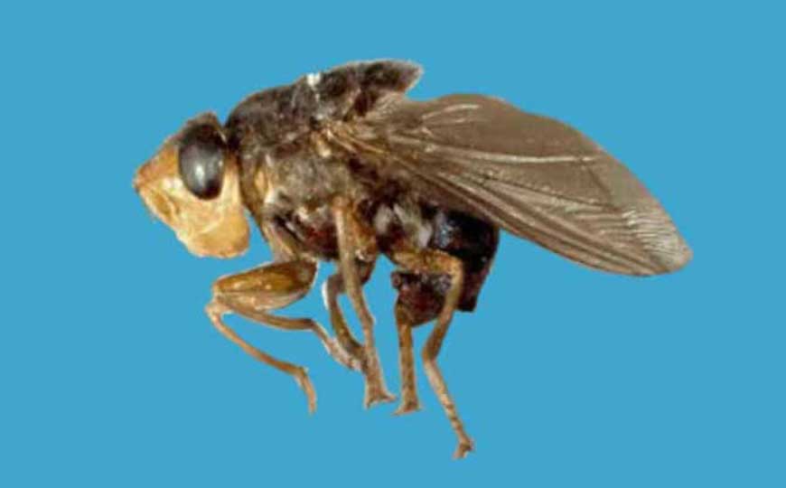 人肤蝇是什么动物？
