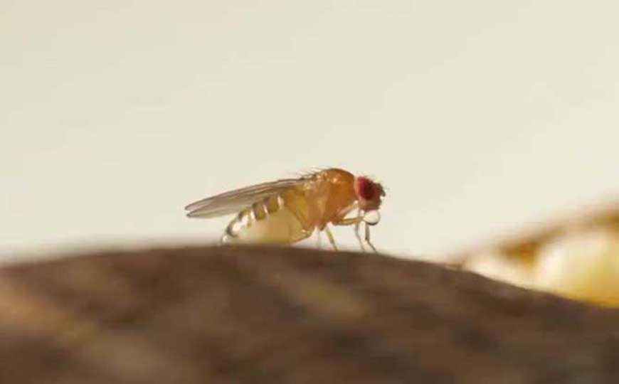 果蝇图片及生活习性