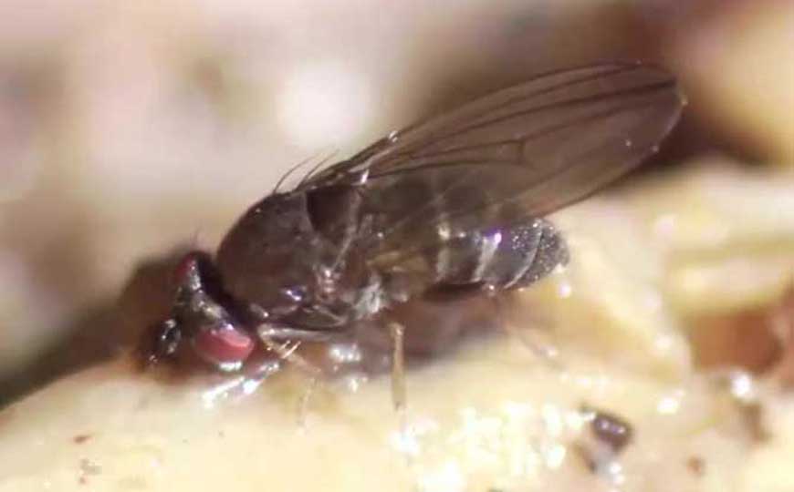 果蝇有几条染色体？