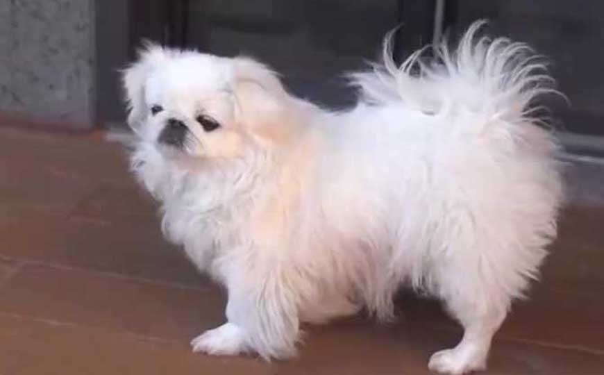 北京犬是什么犬种？