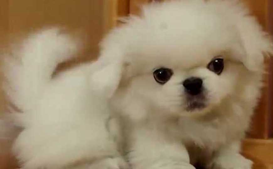 北京犬价格多少钱一只？