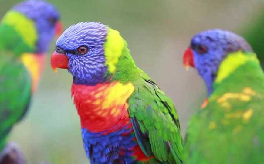 彩虹鸟是什么动物？
