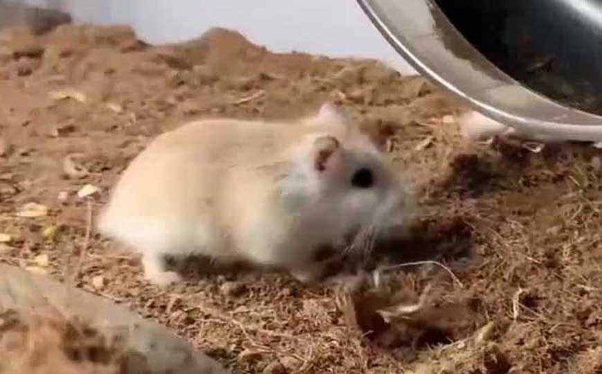 金丝熊仓鼠