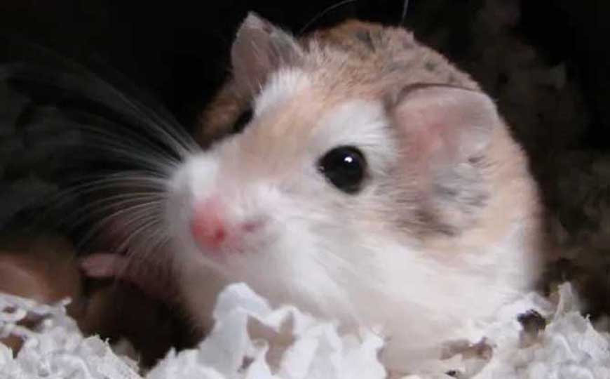 罗伯罗夫斯基仓鼠