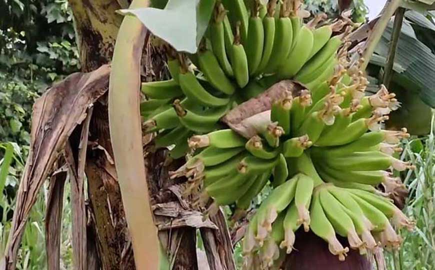 香蕉