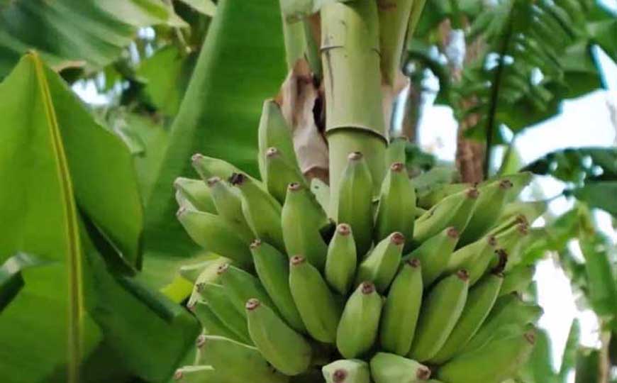 香蕉