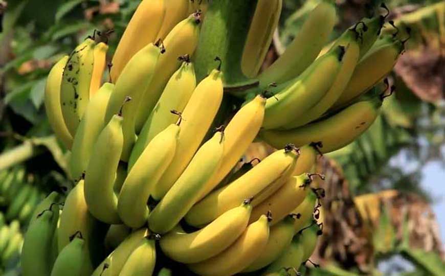 香蕉