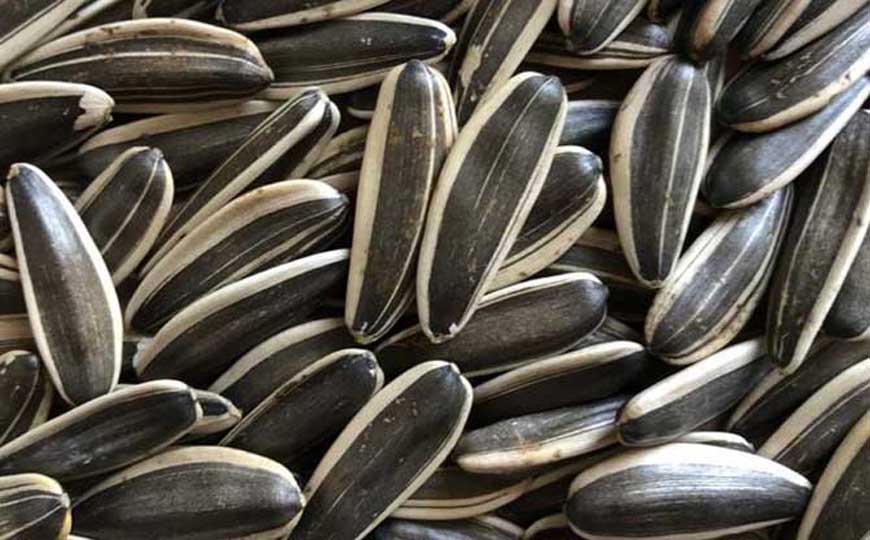 葵花籽