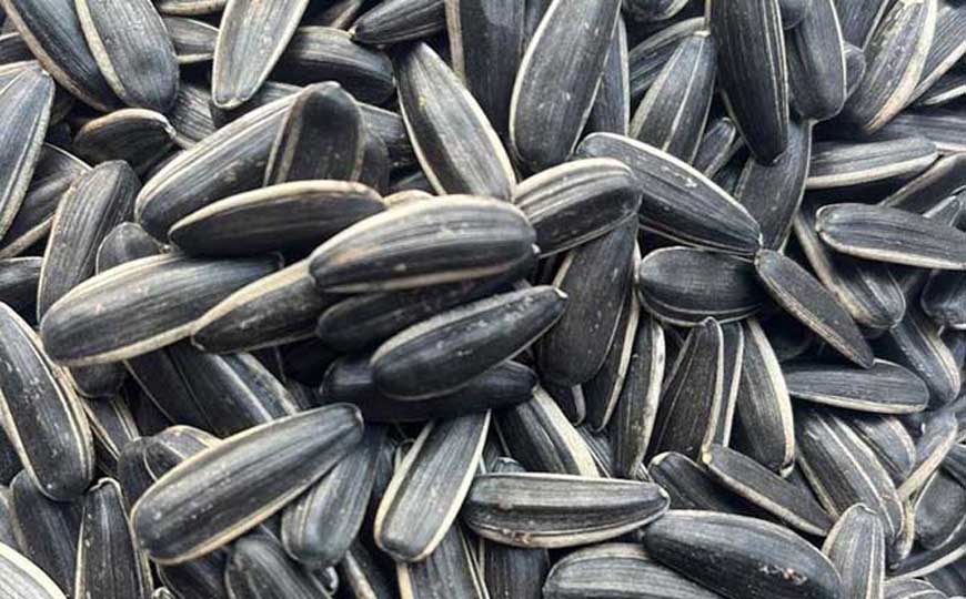葵花籽