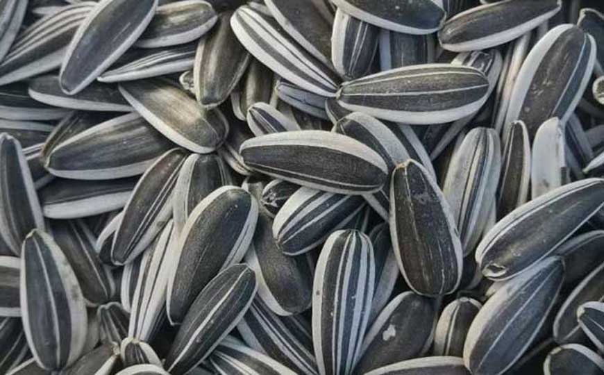 葵花籽