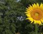 向日葵(葵花、太阳花)