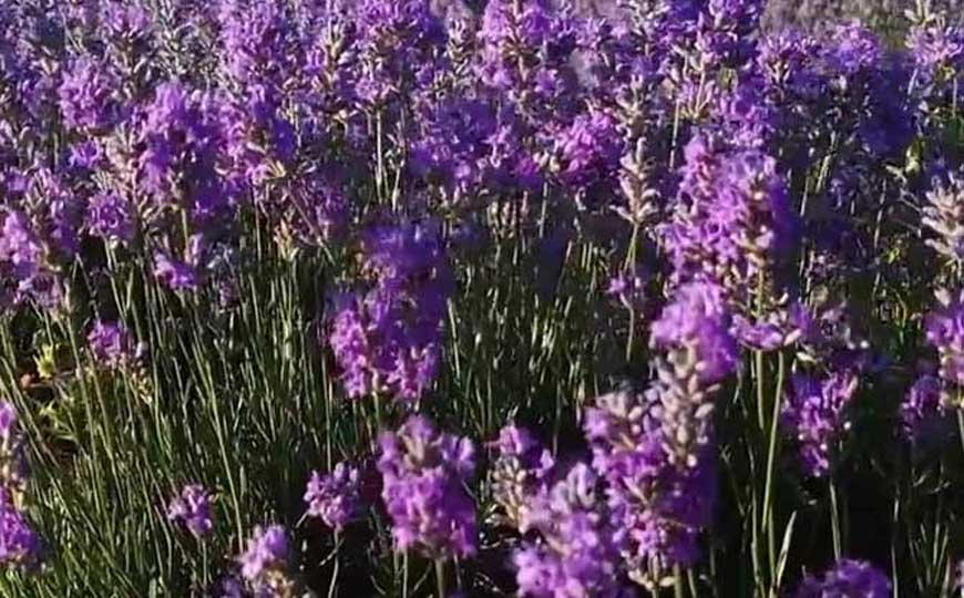 普罗旺斯薰衣草