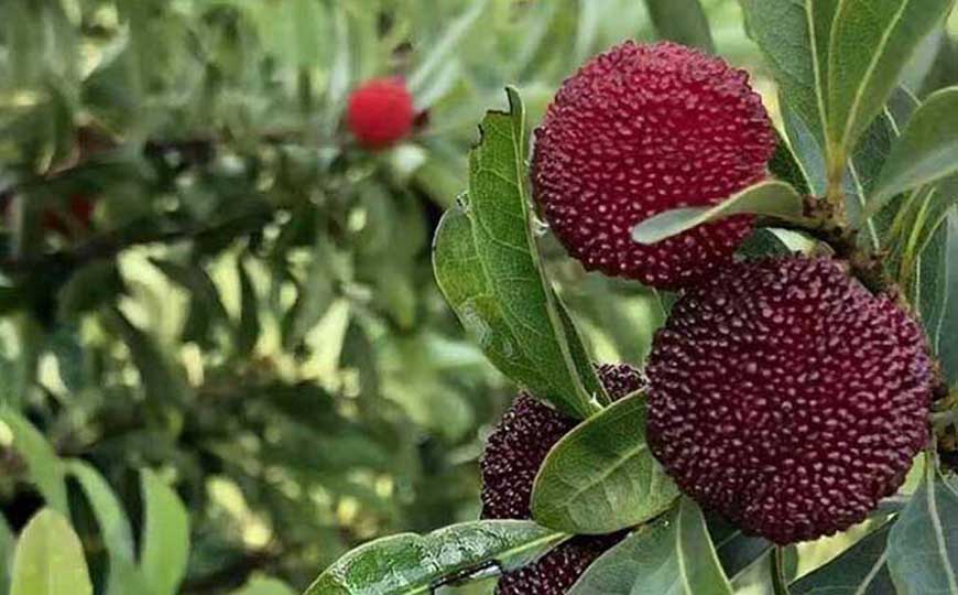 慈溪杨梅