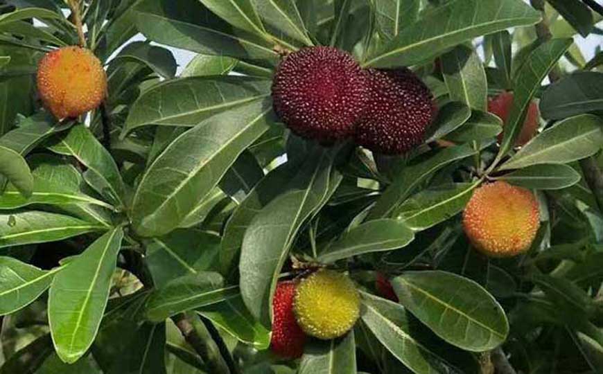 慈溪杨梅