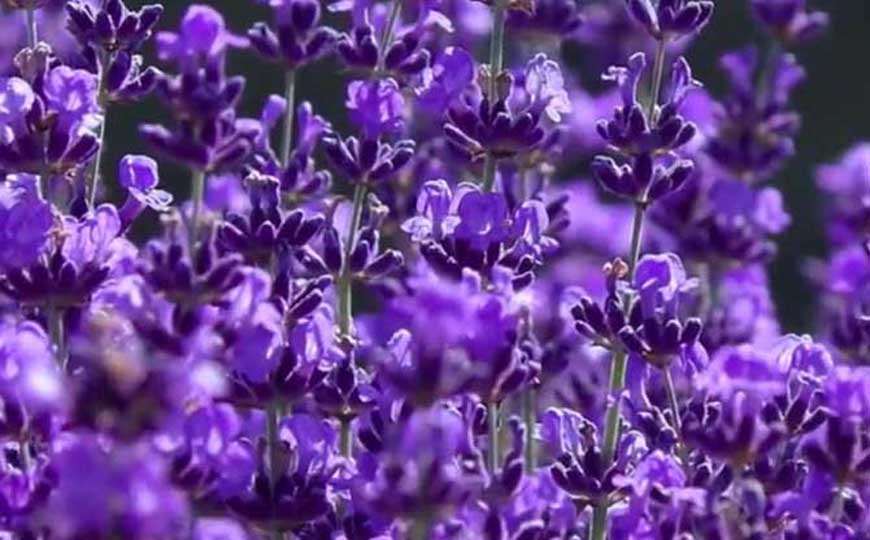 薰衣草