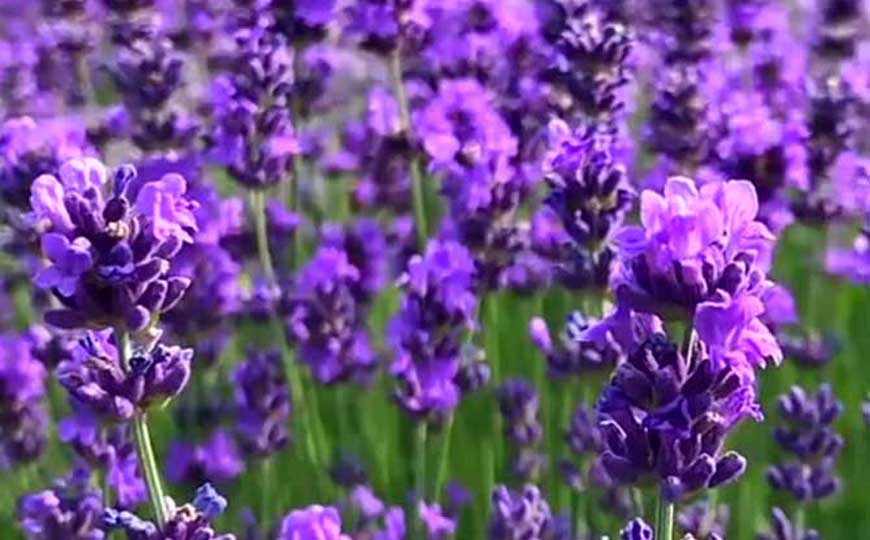 薰衣草