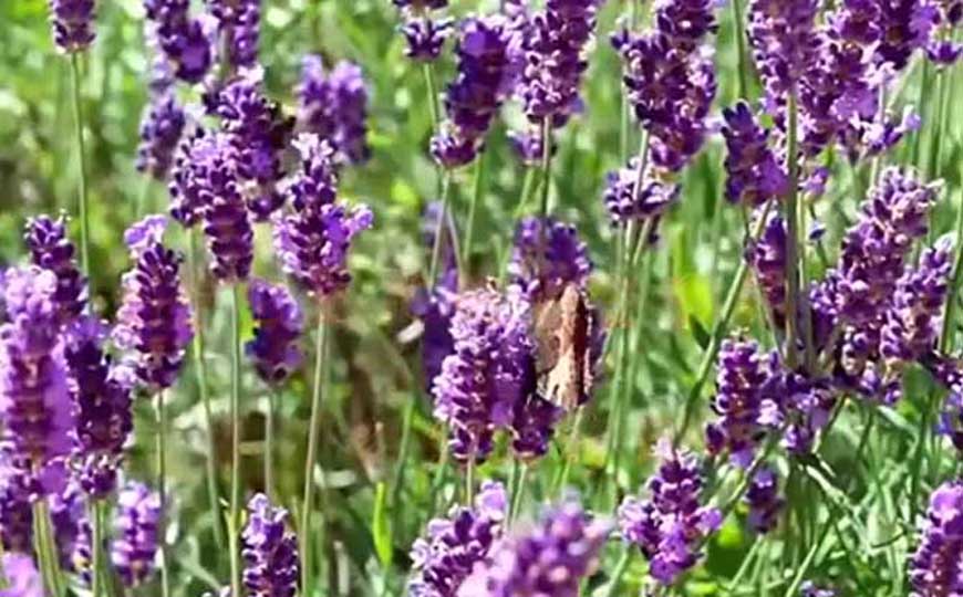 薰衣草