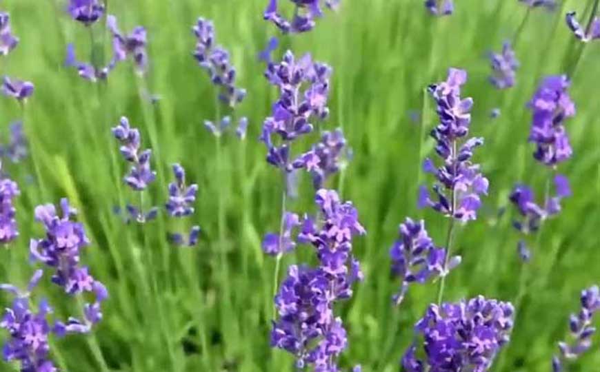 薰衣草