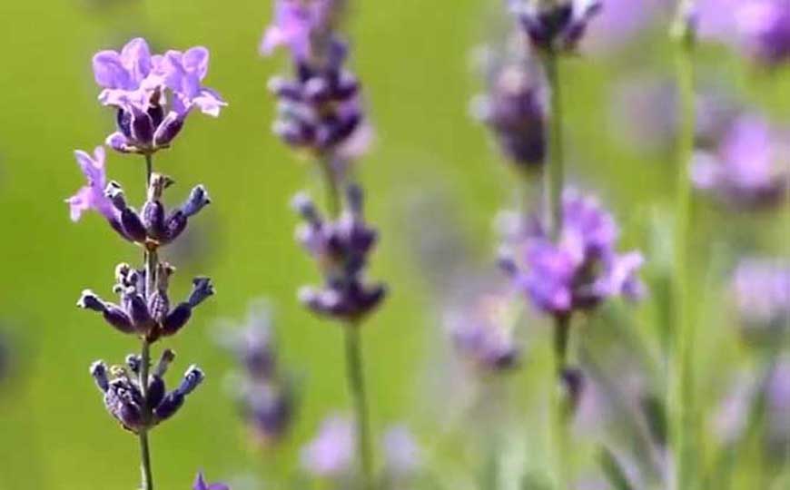 薰衣草