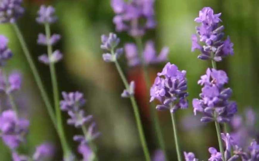 狭叶薰衣草