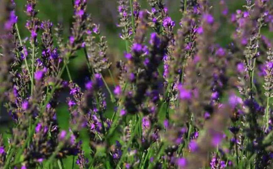 狭叶薰衣草