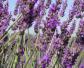 普罗旺斯薰衣草是什么植物？