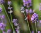 薰衣草的花语及象征意义